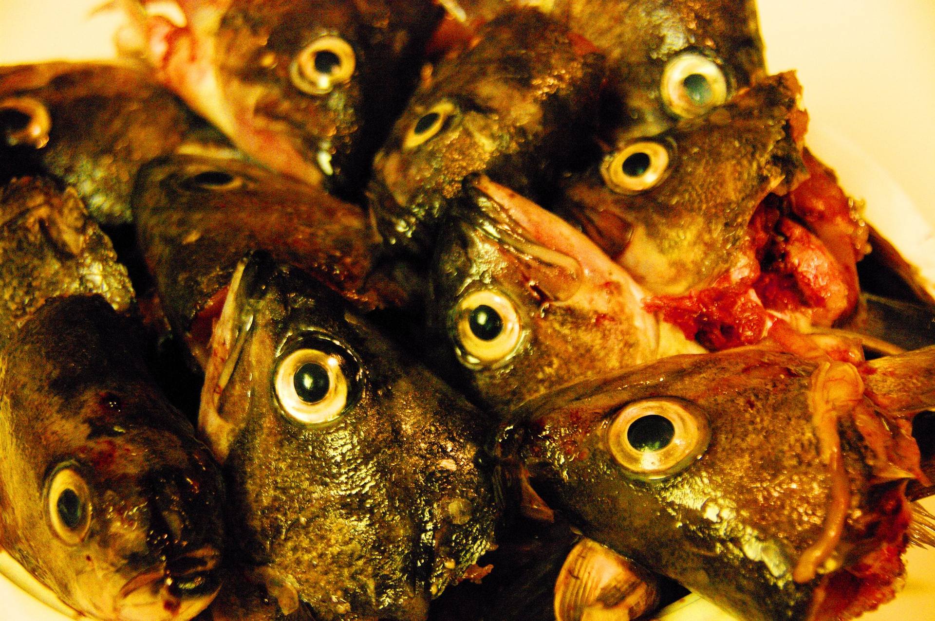 Fish Heads
