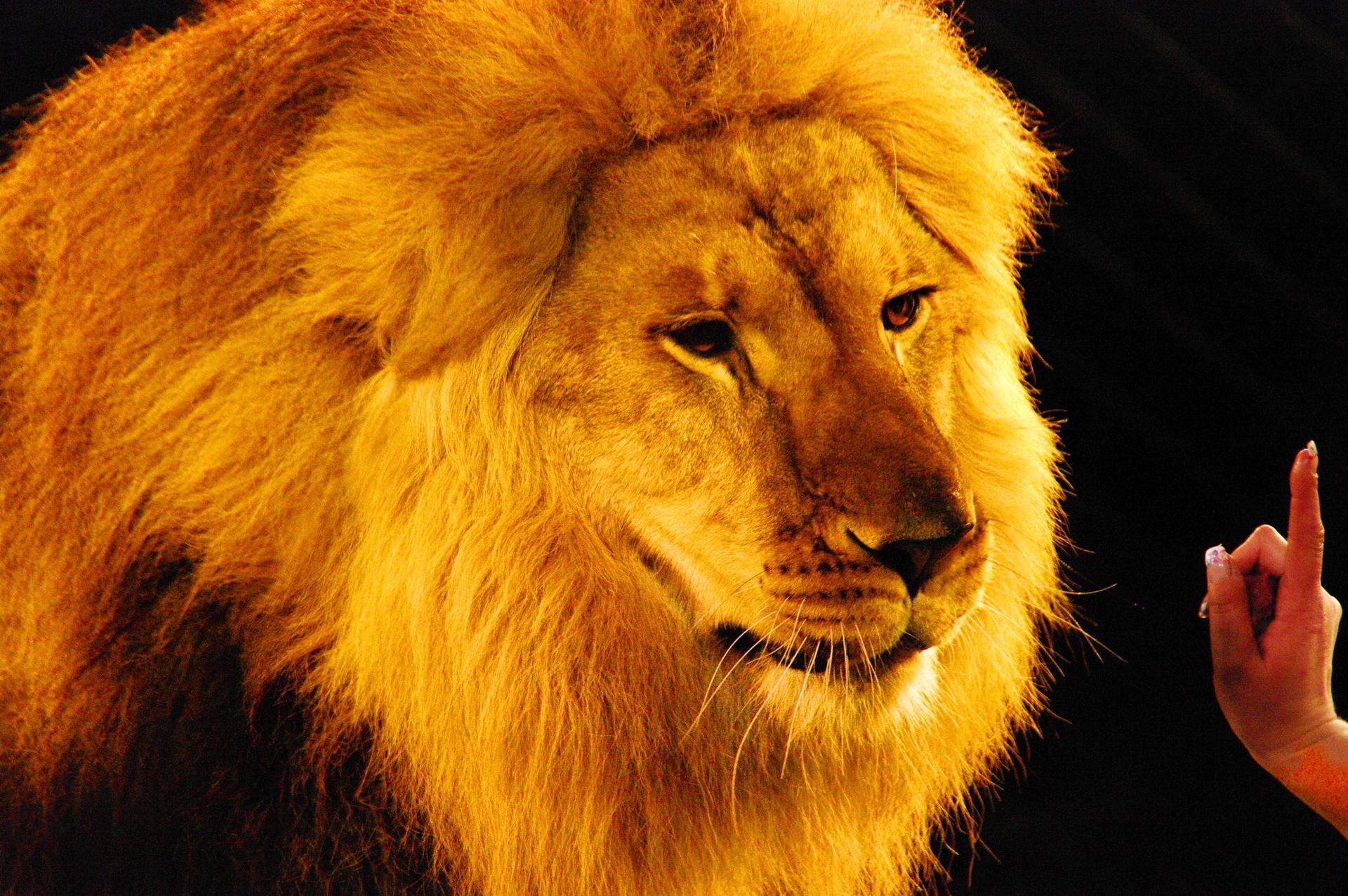 Lion Taming